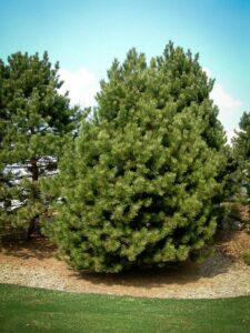 Сосна Чёрная (Pinus Nigra) купить по цене от 270.00р. в интернет-магазине «Посадика» с доставкой почтой в в Нефтекамске и по всей России – [изображение №1].