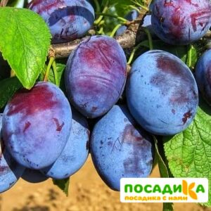 Слива Чачакская ранняя купить по цене от 229.00р. в интернет-магазине «Посадика» с доставкой почтой в в Нефтекамске и по всей России – [изображение №1].