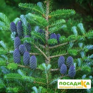 Пихта корейская (Abies koreana) купить по цене от 450.00р. в интернет-магазине «Посадика» с доставкой почтой в в Нефтекамске и по всей России – [изображение №1].