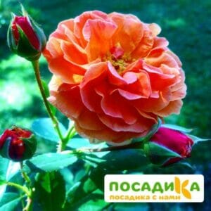 Роза Арабия купить по цене от 350.00р. в интернет-магазине «Посадика» с доставкой почтой в в Нефтекамске и по всей России – [изображение №1].