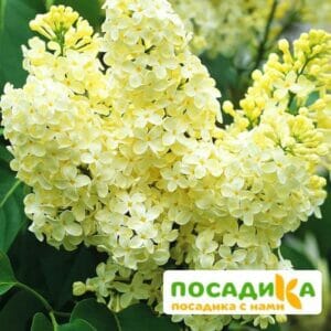 Сирень Примроуз (Primrose) купить по цене от 529.00р. в интернет-магазине «Посадика» с доставкой почтой в в Нефтекамске и по всей России – [изображение №1].