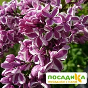 Сирень Сенсация купить по цене от 529.00р. в интернет-магазине «Посадика» с доставкой почтой в в Нефтекамске и по всей России – [изображение №1].