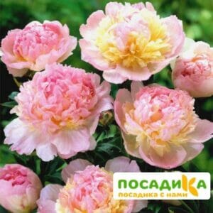 Пион Распберри Сандей (Paeonia Raspberry Sundae) купить по цене от 959р. в интернет-магазине «Посадика» с доставкой почтой в в Нефтекамске и по всей России – [изображение №1].