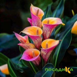 Калла Оникс купить по цене от 450р. в интернет-магазине «Посадика» с доставкой почтой в в Нефтекамске и по всей России – [изображение №1].