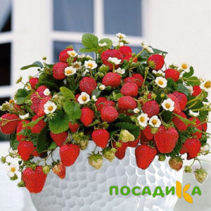 Клубника Рубиновый Шепот (горшечная) купить по цене от 240р. в интернет-магазине «Посадика» с доставкой почтой в в Нефтекамске и по всей России – [изображение №1].