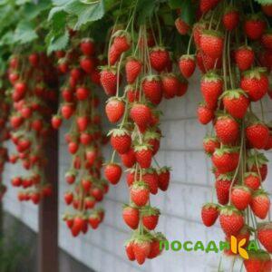 Клубника вьющаяся Комплимент купить по цене от 470р. в интернет-магазине «Посадика» с доставкой почтой в в Нефтекамске и по всей России – [изображение №1].