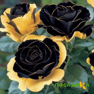 Роза Ханни Сикл купить по цене от 700р. в интернет-магазине «Посадика» с доставкой почтой в в Нефтекамске и по всей России – [изображение №1].