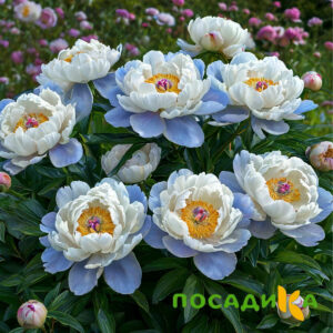 Пион акварельный Этюд купить по цене от 806р. в интернет-магазине «Посадика» с доставкой почтой в в Нефтекамске и по всей России – [изображение №1].