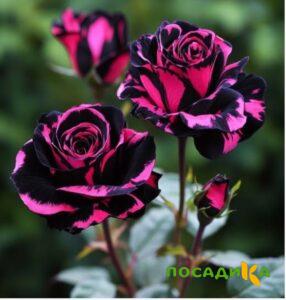 Роза Багровый Шепот купить по цене от 366р. в интернет-магазине «Посадика» с доставкой почтой в в Нефтекамске и по всей России – [изображение №1].