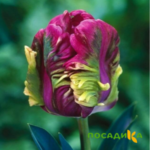 Тюльпан Экзотик Хэвен купить по цене от 186р. в интернет-магазине «Посадика» с доставкой почтой в в Нефтекамске и по всей России – [изображение №1].