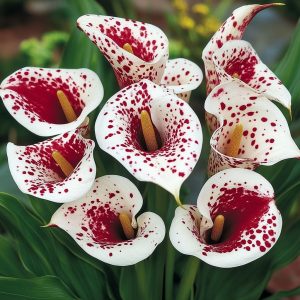 Калла Эмпайр купить по цене от 302р. в интернет-магазине «Посадика» с доставкой почтой в в Нефтекамске и по всей России – [изображение №1].