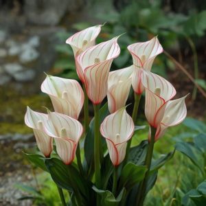 Калла Глейшер купить по цене от 299р. в интернет-магазине «Посадика» с доставкой почтой в в Нефтекамске и по всей России – [изображение №1].