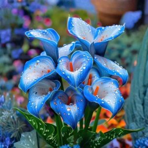 Калла Портрейт купить по цене от 292р. в интернет-магазине «Посадика» с доставкой почтой в в Нефтекамске и по всей России – [изображение №1].