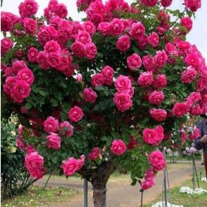 Роза Версаля купить по цене от 232р. в интернет-магазине «Посадика» с доставкой почтой в в Нефтекамске и по всей России – [изображение №1].